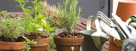 Jardinería En Casa Cómo Multiplicar Tus Propias Hierbas Aromáticas La Nacion