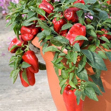 Vida no Campo Aprenda como plantar pimentão em garrafas e vasos