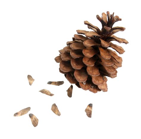 Pine Fir Cone With Seed Isolated On Transparent Background Png File