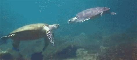 sea turtle gifs Page 2 | WiffleGif