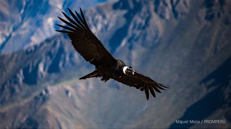 El Cóndor Andino Conoce más sobre una de las aves más majestuosas de