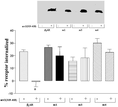 Effect Of Dominant Negative Arrestin On Internalization A