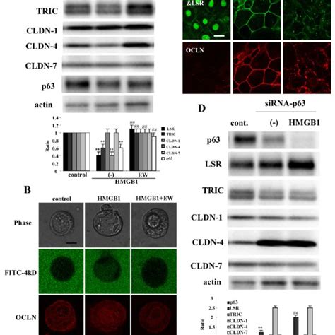 Effects Of Knockdown Of Hmgb On Tight Junction Molecules And