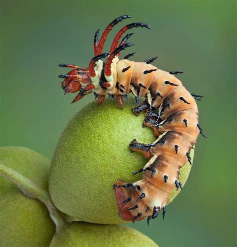 caterpillars  grow  large