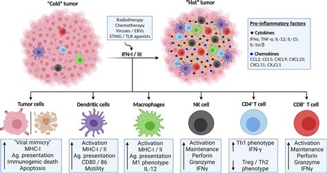 Frontiers Antiviral Responses In Cancer Boosting Antitumor Immunity