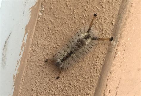 Southern Tussock Moth Caterpillar Whats That Bug