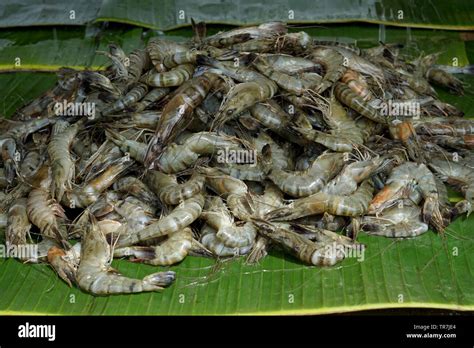 Pile Of Shrimps For Sale At Seafood Market Stock Photo Alamy