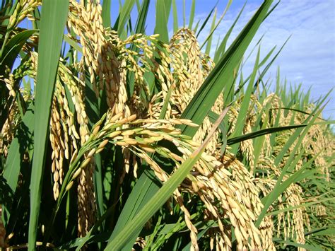 Arroz Cepea Maior Consumo Pre Os Podem Se Recuperar Em