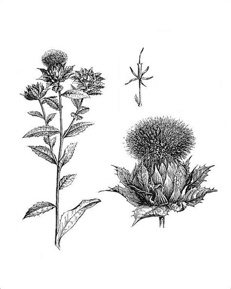 Print Of Safflower Carthamus Tinctorius Illustration Art Prints Art