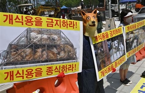 Proponen Ley Para Prohibir El Consumo De Perros Y Gatos En Corea Del