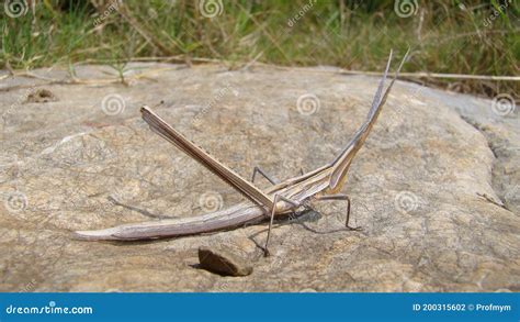 Stick Insect Amazing Camouflage Animals. Camouflage Insects. Beautiful Insects Stock Photo ...