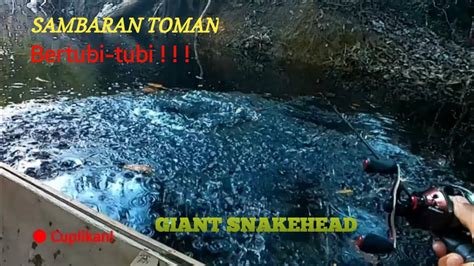 Casting Toman Predator Spot Air Tawar Atau Giant Snakehead Di Sungai