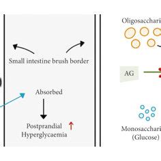 Mechanism of action of α-glucosidase inhibitors. A: absence of ...