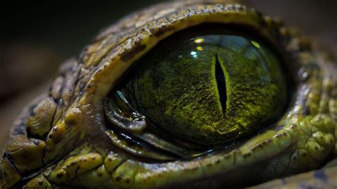 Awesome Crocodile Eye Wallpaper Check More At Finewallpapers