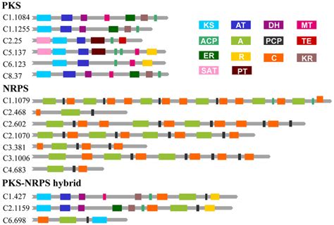 The Domains Of Pks Nrps And Pks Nrps Hybrids In M Purpureus Yy 1