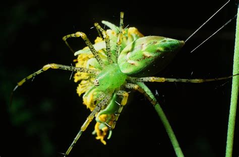 Common Spiders — Texas Insect Identification Tools