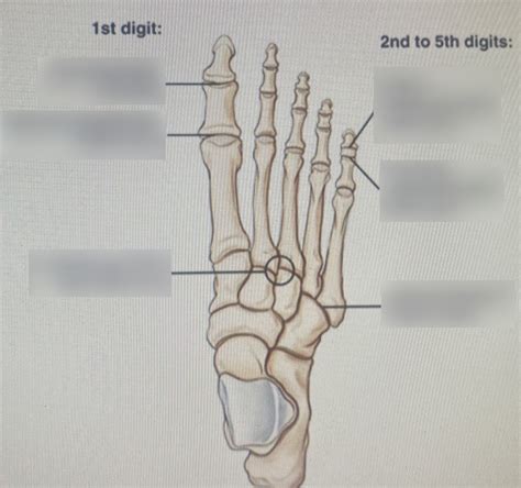 Joints feet Diagram | Quizlet