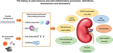 Frontiers Editorial The Kidney In Auto Immune And Auto Inflammatory