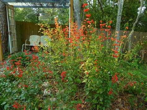 Salvia Coccinea (Scarlet Sage): Identification, Edibility & Plant Care