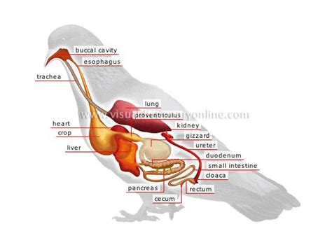 Bird Internal Anatomy : Bird Avian Anatomy Beauty Of Birds, Birds have ...