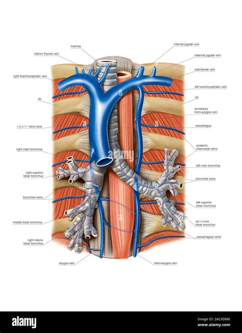 Illustration Of The Tracheobronchial Tree This Anterior View Labelled