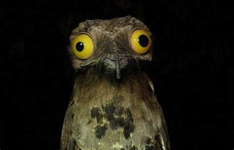 Why the Potoo Bird is the Most Perfect Buffoon in the Animal Kingdom