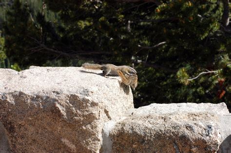 Chipmunk Habitat Map