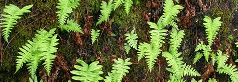 Ferns - Pinnacles National Park (U.S. National Park Service)