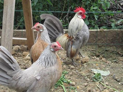 Blue Partridge Dutch Bantam Bantam Chickens Chicken Breeds Barnyard