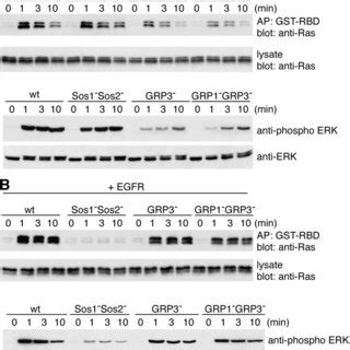 Requirement For Rasgrp In Bcr Mediated Erk Activation In Primary B