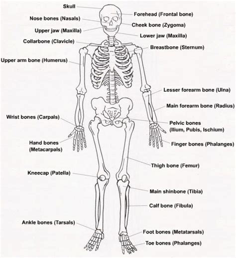 A Well Labelled Diagram Of The Skeletal System Skeleton Labe