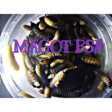 Jual RE PUPA MAGOT BSF 1KG Shopee Indonesia