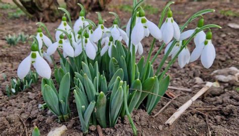 Meteofor Prognoza Meteo Pentru Vineri Februarie