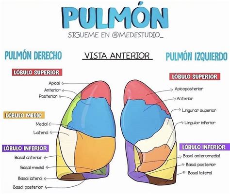 Segmentos Pulm N Materias De Enfermeria Cosas De Enfermeria