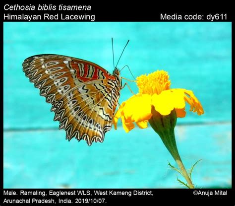 Cethosia Biblis Drury 1773 Red Lacewing Butterfly