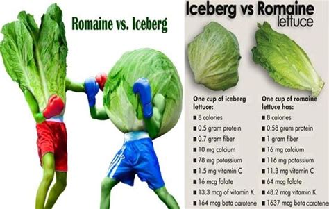 Iceberg Lettuce Vs Romaine Nutrition Reumvegetable