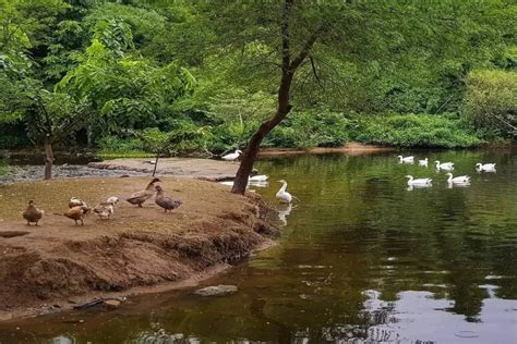 good news nature lovers delhis sanjay van  host   dragonfly