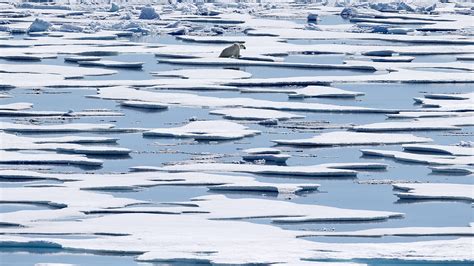 Wärmster Winter Hitzewelle in der Arktis tagesschau de