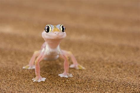 12 Surprising Facts About Geckos