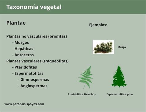 Excavación Ejecutante repetición reino plantae clasificacion de las