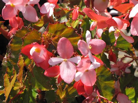 Richmond Begonia Begonia Richmondensis In Issaquah Seattle Bellevue