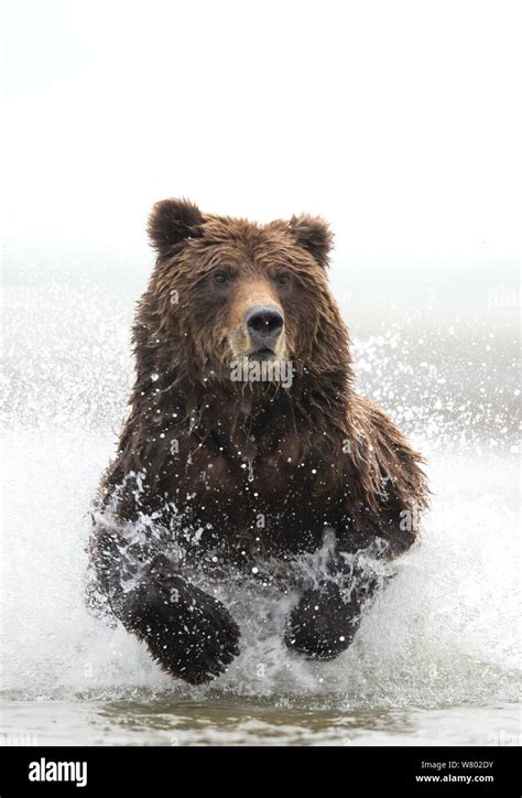 Coastal Brown Bear Ursus Arctos Fishing Running Through Water Lake