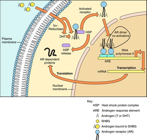 Androgens And Antiandrogens Brodys Human Pharmacology With Student