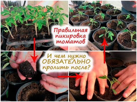 Как обрезать рассаду помидор при пикировке