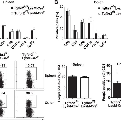 Alteration In Lamina Propria T Reg Cells In Myeloid Tgfbr2 Deficient