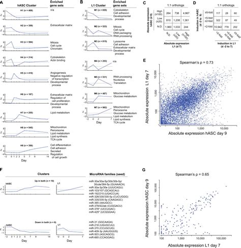 Comparative Epigenomic Analysis Of Murine And Human Adipogenesis Cell