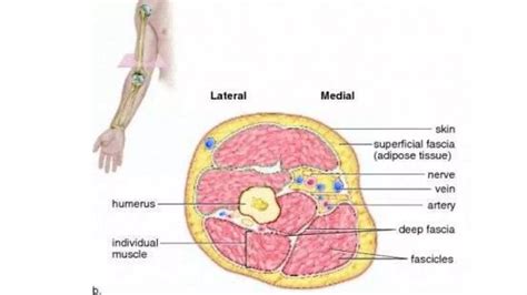 Muscle tissue 1 | PPT | Free Download