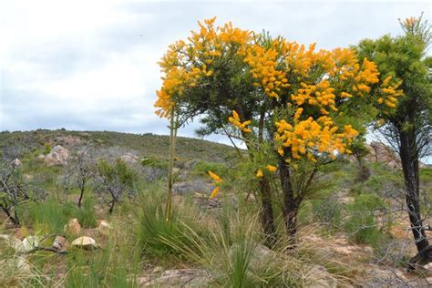 Wa Christmas Trees Photo