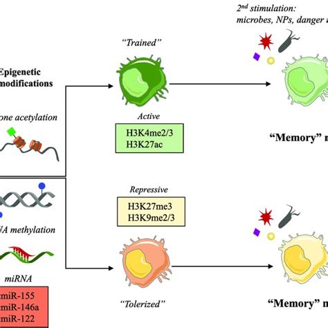 The Main Differences Between Innate And Adaptive Immune Memory