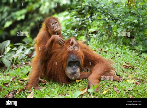 Orangutanes De Sumatra Fotos E Imágenes De Stock Alamy